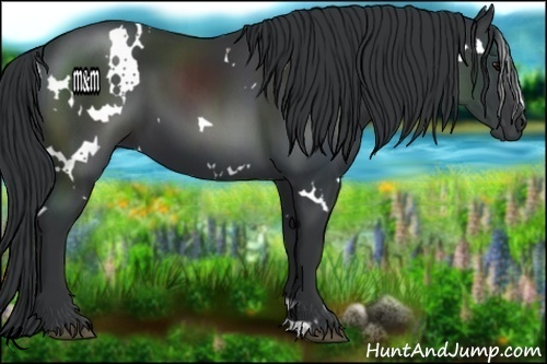 Horse Color:White Spotted Black