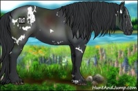 Horse Color:White Spotted Black