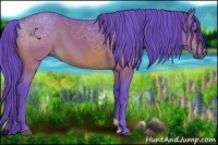 Horse Color:Watercolor Bay 