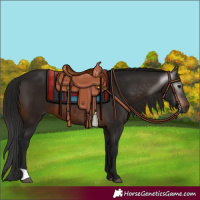 Horse Color:Gray Brown