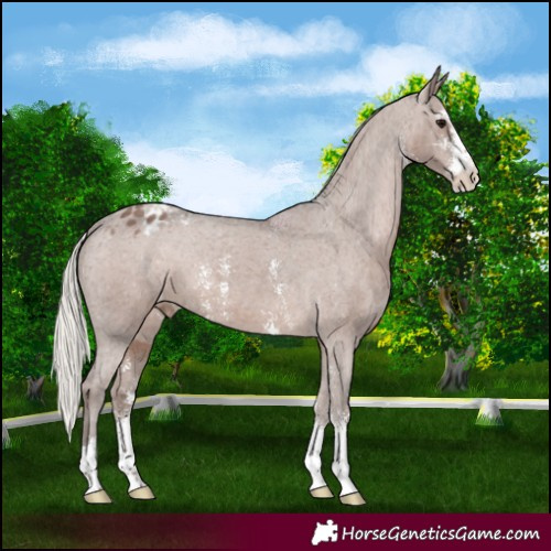 Horse Color:Silver Black Sabino Appaloosa 