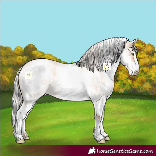 Horse Color:White Spotted Silver Amber Champagne Roan