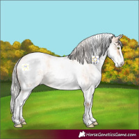 Horse Color:White Spotted Silver Amber Champagne Roan