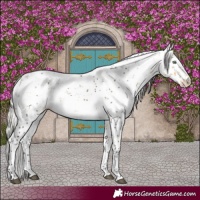Horse Color:Silver Buckskin Sabino Rabicano