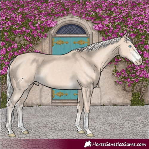 Horse Color:Silver Perlino Sabino 