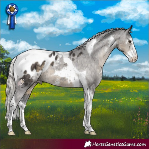 Horse Color:Silver Smoky Black Sabino Tobiano Appaloosa 