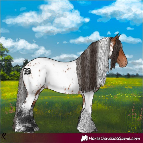 Horse Color:White Spotted Bay Near Leopard
