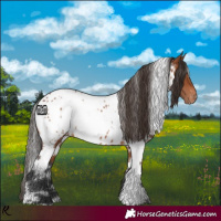 Horse Color:White Spotted Bay Near Leopard 