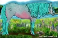 Horse Color:Watercolor Bay 