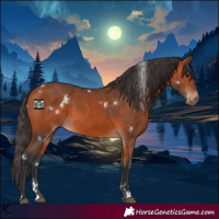 Horse Color:White Spotted Bay 