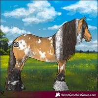 Horse Color:White Spotted Buckskin 