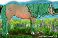 Horse Color:Watercolor Bay 