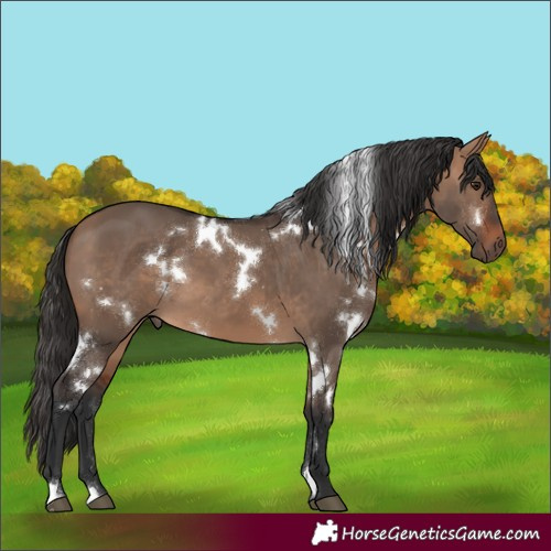 Horse Color:White Spotted Bay Dun 