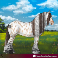 Horse Color:White Spotted Bay Dun Appaloosa 