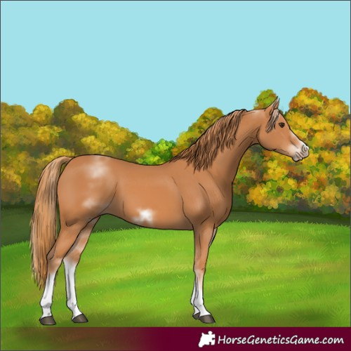 Horse Color:White Spotted Chestnut Sabino Frame 