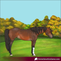 Horse Color:Bay 
