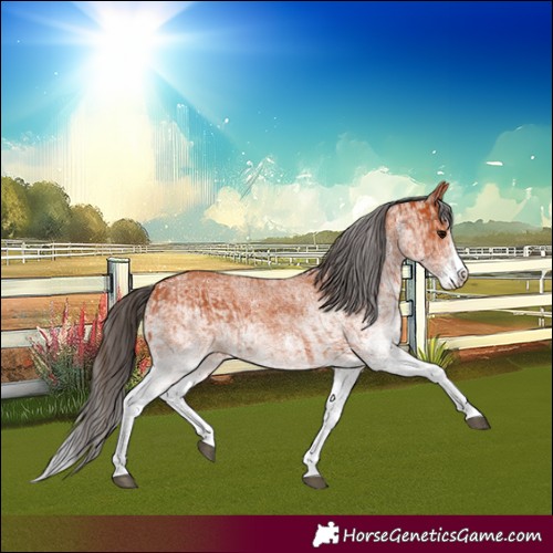 Horse Color:White Spotted Bay Splash and White Spotted Bay Splash