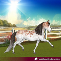 Horse Color:White Spotted Bay Splash  and White Spotted Bay Splash 