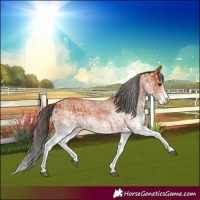 Horse Color:White Spotted Bay Splash  and White Spotted Bay Splash 