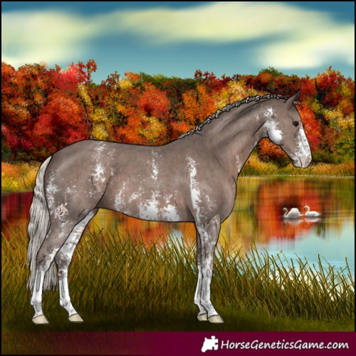 Horse Color:Silver Black Sabino 