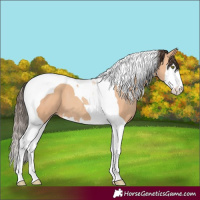 Horse Color:Amber Champagne Splash Tobiano