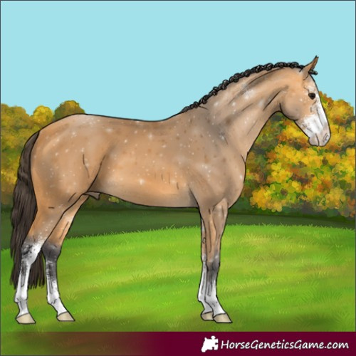 Horse Color:Buckskin Sabino 