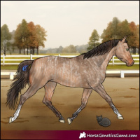 Horse Color:Amber Champagne Dun Tobiano Varnish Rabicano  and White Spotted Bay Dun Tobiano Rabicano 