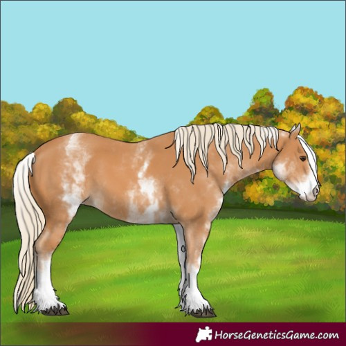Horse Color:White Spotted Chestnut 