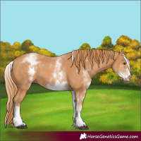 Horse Color:White Spotted Chestnut 