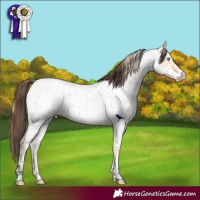 Horse Color:Buckskin Roan Pearl Appaloosa  and Bay Roan Appaloosa 