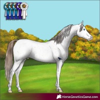Horse Color:Buckskin Roan Pearl Appaloosa  and Bay Roan Appaloosa 