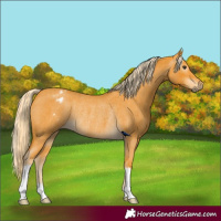 Horse Color:Gray Palomino Roan Appaloosa Rabicano 