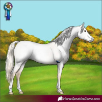 Horse Color:Gray Palomino Roan Appaloosa Rabicano