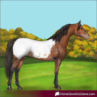 Horse Color:Bay Appaloosa 
