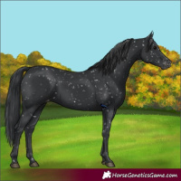 Horse Color:Black Appaloosa 