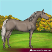 Horse Color:Silver Grullo 