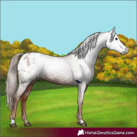 Horse Color:Gray Chestnut Appaloosa 