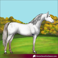 Horse Color:Gray Chestnut Appaloosa 