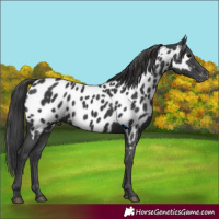 Horse Color:Black Near Leopard 