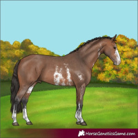 Horse Color:Bay Sabino 