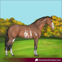 Horse Color:Bay Sabino 