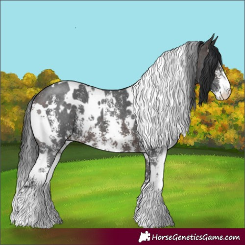 Horse Color:White Spotted Brown Sabino 