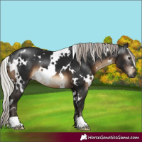 Horse Color:Gray White Spotted Silver Brown 