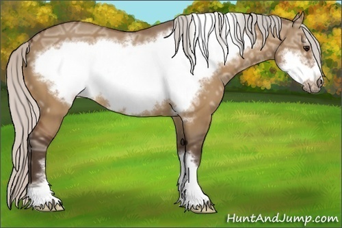 Horse Color:Silver Bay Ice Dun Frame 