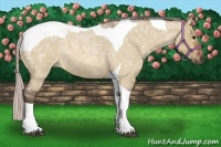 Horse Color:Silver Bay Ice Roan Dun Tobiano 