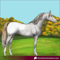 Horse Color:Smoky Grullo Appaloosa 