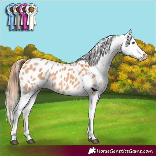 Horse Color:Red Dun Appaloosa 