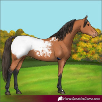 Horse Color:Bay Appaloosa