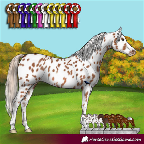 Horse Color:Chestnut Appaloosa 