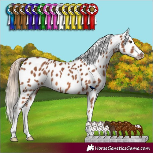 Horse Color:Chestnut Appaloosa 